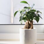 Piante da Appartamento per Mantenere la Casa Fresca in Estate Scopri i Nostri Alleati Verdi||Piante da Appartamento per Mantenere la Casa Fresca Ficus Elastica|Micro gardening da interno||Lingua di Suocera Creare un Ambiente Fresco e Salubre con Piante da Appartamento