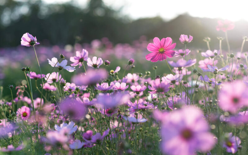 Piante da interno primavera