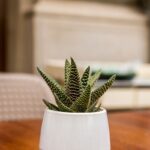 piante da tavolo|||Zamioculcas|Calathea|piante da tavolo - Philodendron|Peperomia |Fittonia |Aglaonema piante da tavolo|Dracaena pianta da tavolo|Maranta