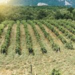 picnic pasqua trentino alto adige|Prodotti biologici in Trentino