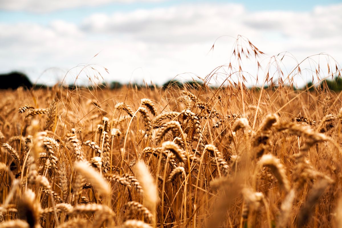 Produttori biologico italiano Made in Italy Oasi Rachello