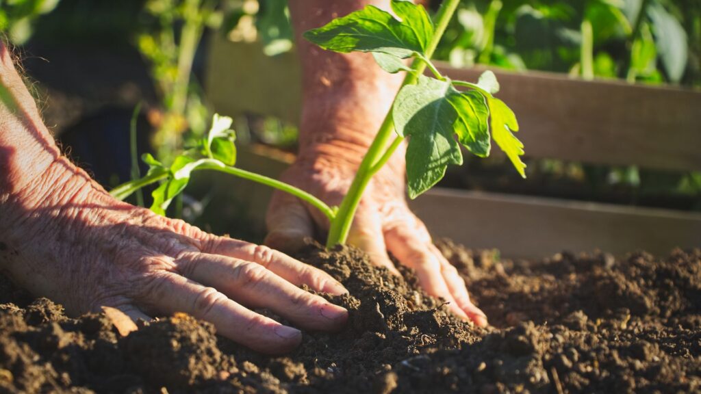 Fare un orto da zero: cosa sapere per iniziare