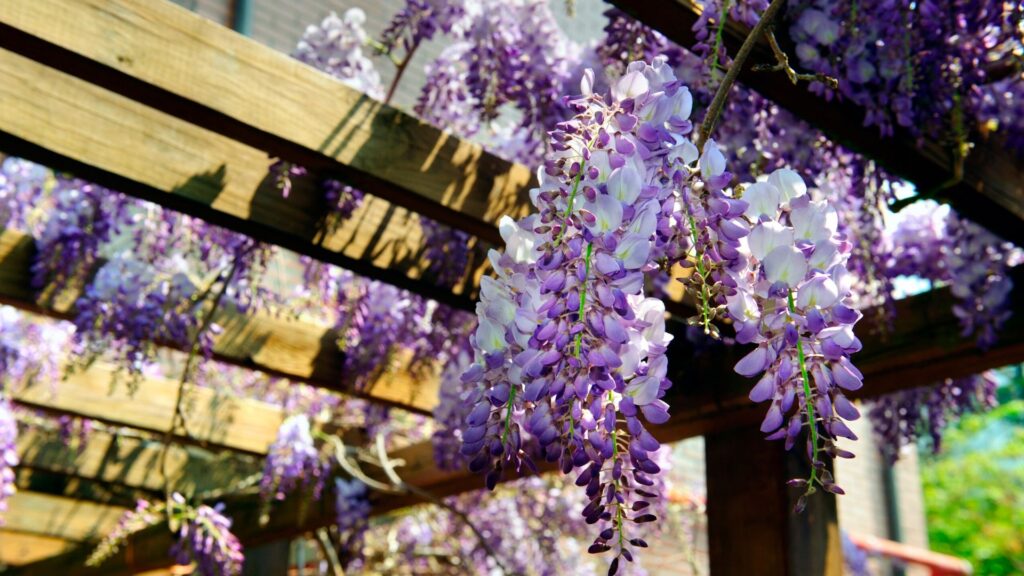 Coltivare il Glicine per arredare il giardino