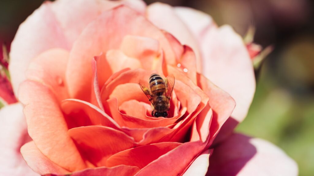 Ecco come coltivare la rosa