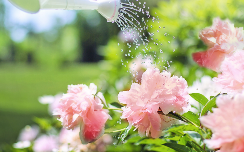 Da oggi via libera alla vendita di piante e fiori