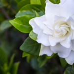 l'elegante e profumato fiore d'aprile|Gardenia