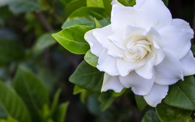 l'elegante e profumato fiore d'aprile|Gardenia