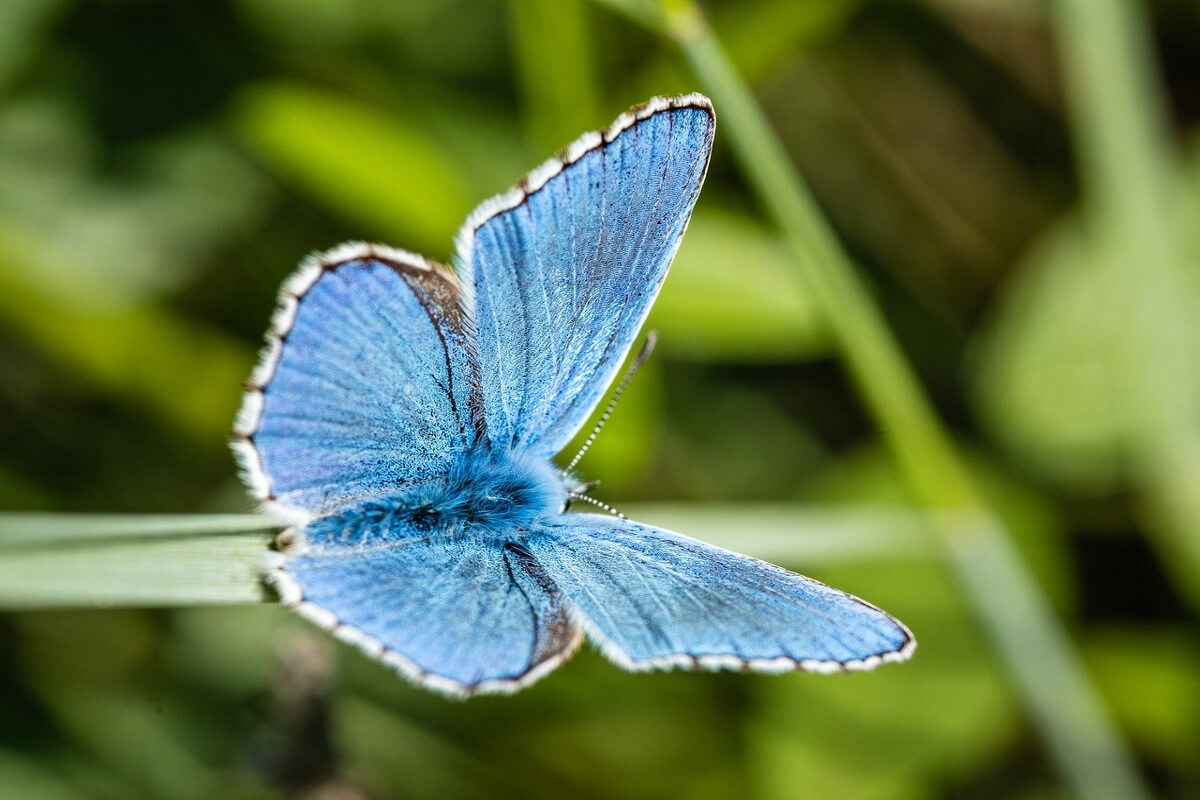 protezione delle specie a rischio 