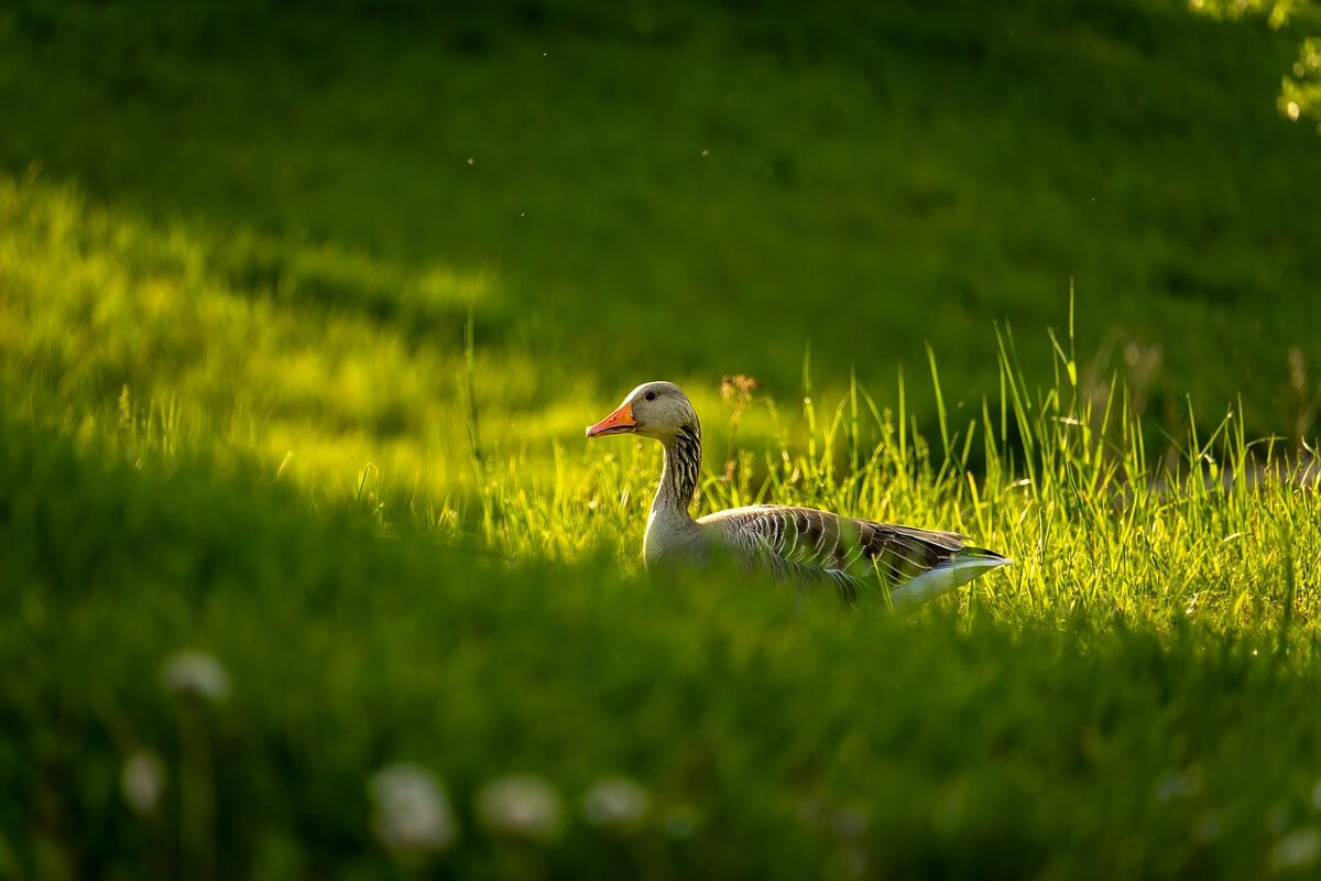 protezione delle specie a rischio 