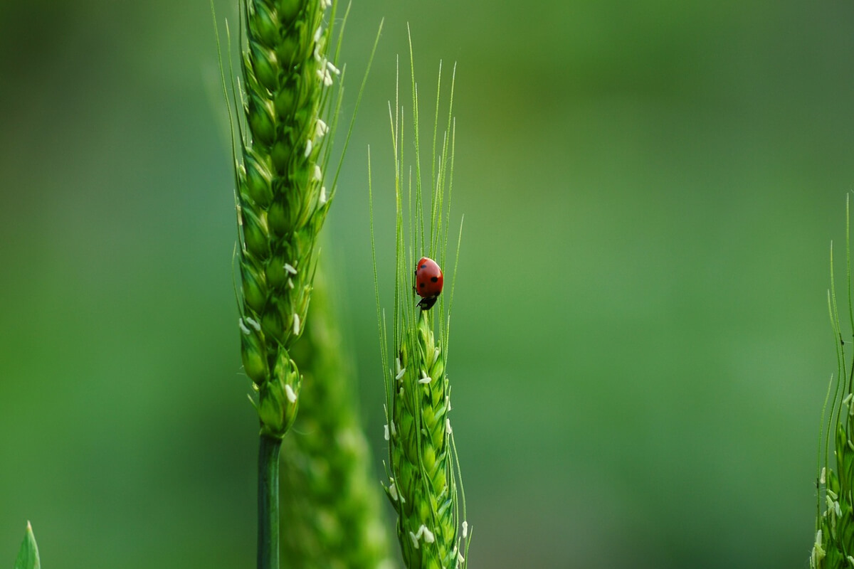 protezione delle specie a rischio 