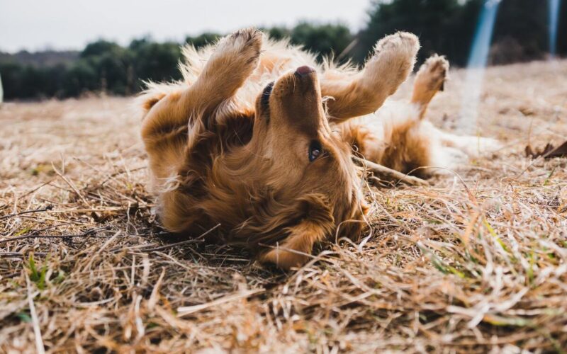 psicologo per cani cosa fa