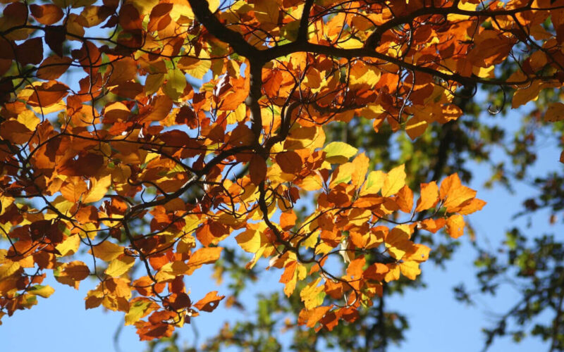 Quale albero ha vinto il titolo di Albero europeo dell’anno 2024?