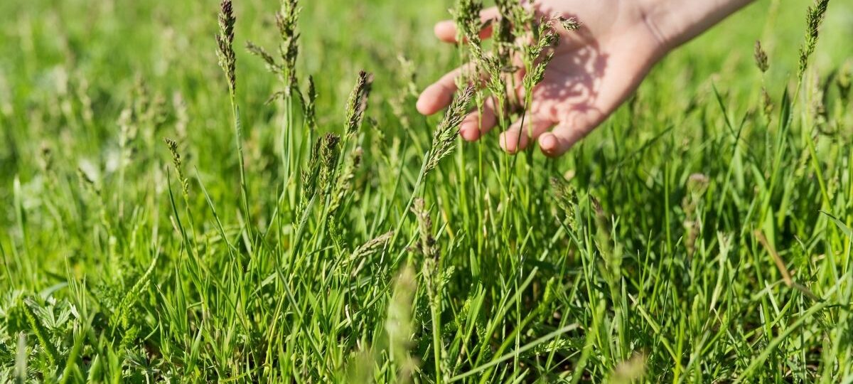 Quali erbe di campo raccogliere in primavera?|Lavanda|Quali erbe di campo raccogliere in primavera?