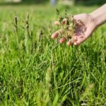 Quali erbe di campo raccogliere in primavera?|Lavanda|Quali erbe di campo raccogliere in primavera?