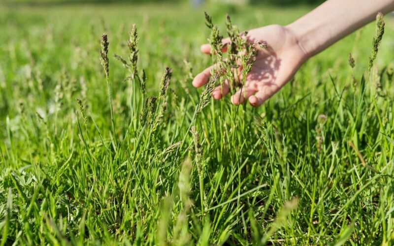 Quali erbe di campo raccogliere in primavera?