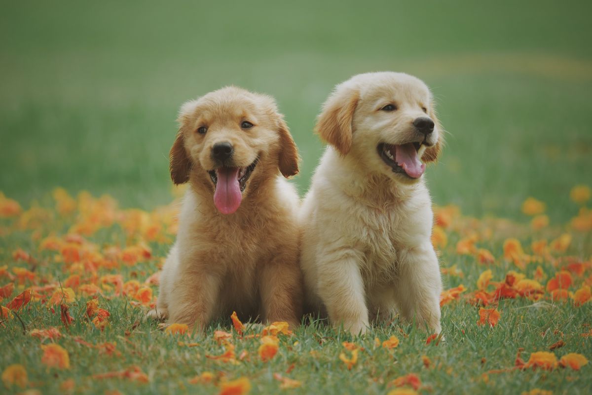 Quali sono i cani più amati dagli italiani