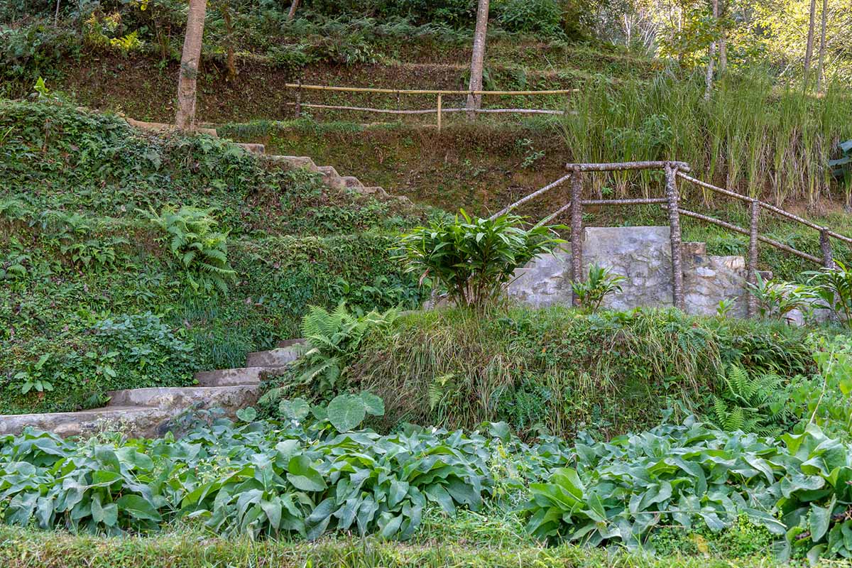 i vantaggi dellagroforestazione