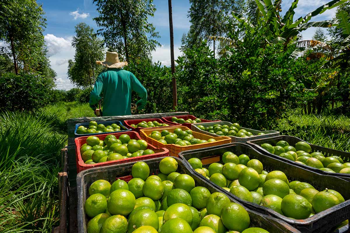 i vantaggi dellagroforestazione