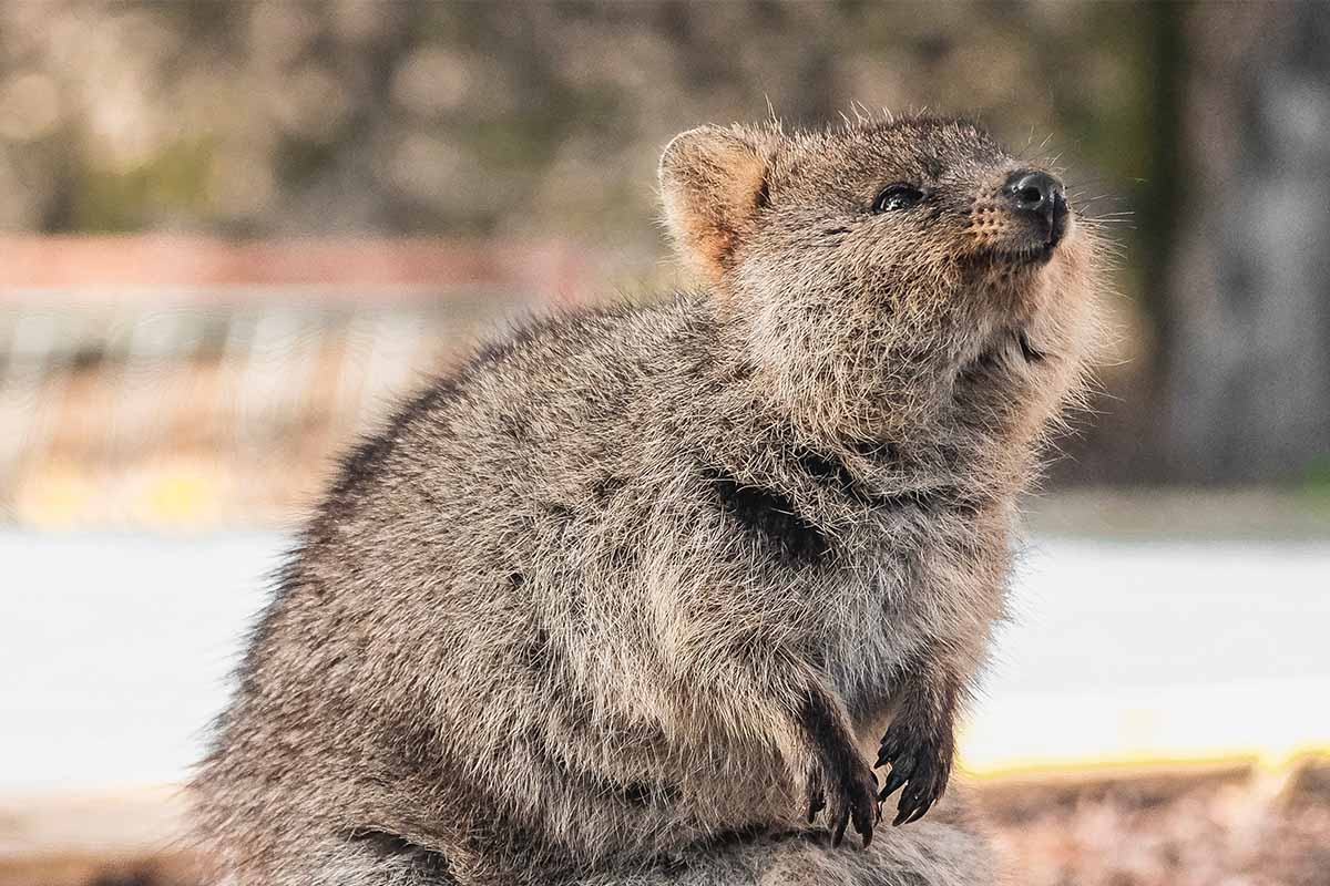 Setonix Brachyurus