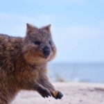 Quokka|Setonix Brachyurus|Quokka|Quokka|Quokka