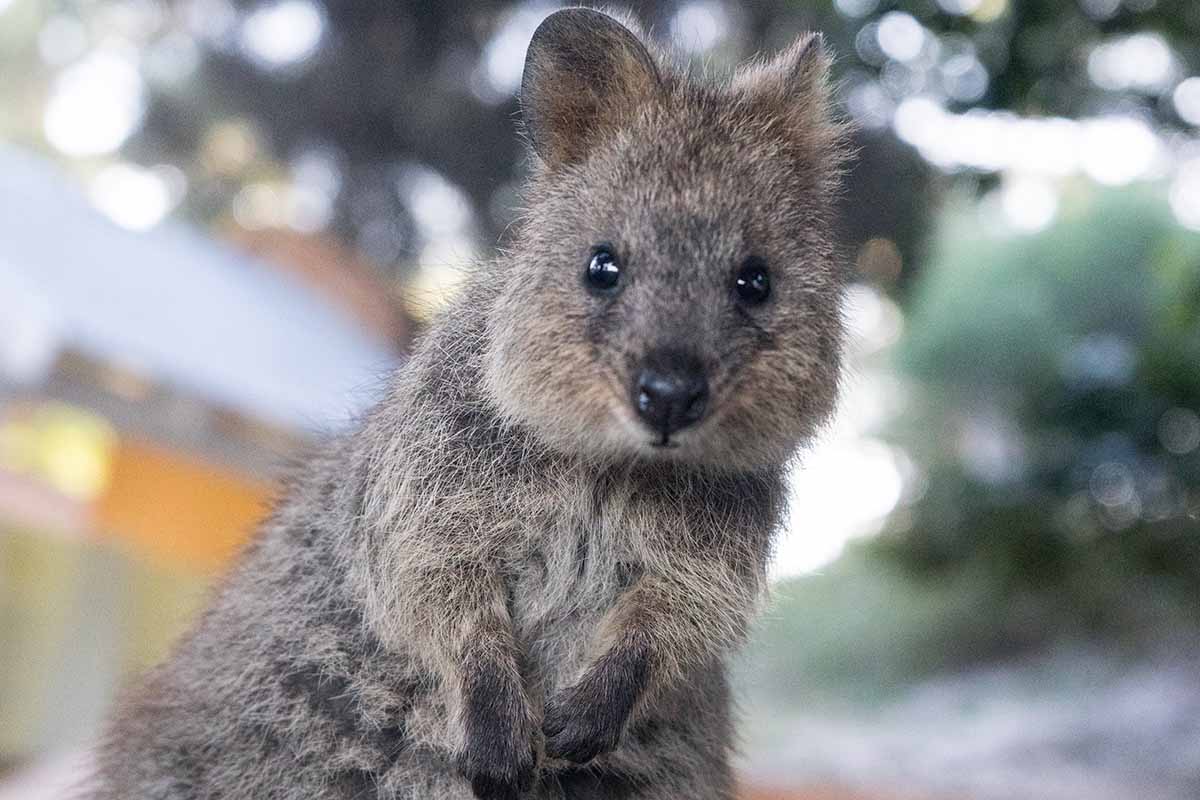 Quokka