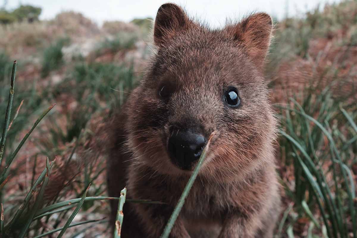 Quokka