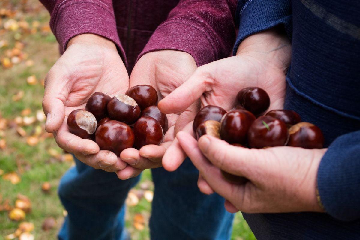 Raccolta castagne in Emilia Romagna