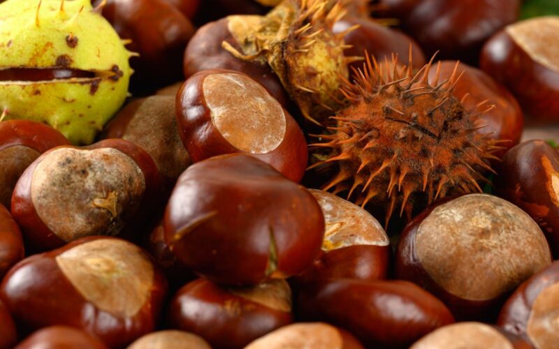 Raccolta castagne in Veneto|Castagne in Veneto|Raccolta castagne in autunno|Castagne autunnali