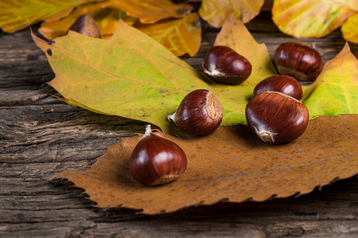 Raccolta castagne in autunno