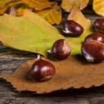 Raccolta castagne nel Lazio|Autunno e castagne|Castagne nei boschi