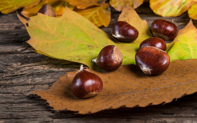 Raccolta castagne nel Lazio|Autunno e castagne|Castagne nei boschi