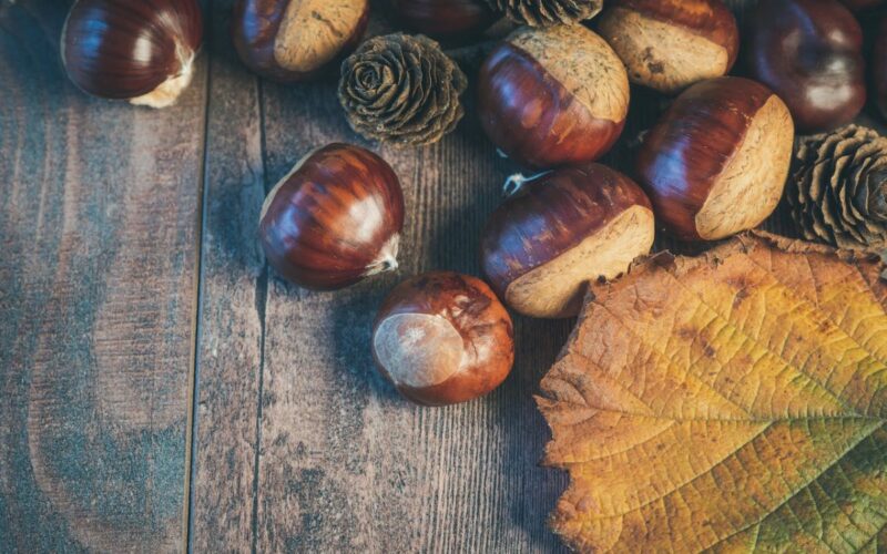 Raccolta castagne nelle Marche|Castagne con i più piccoli|Castagne in autunno|Castagne autunnali