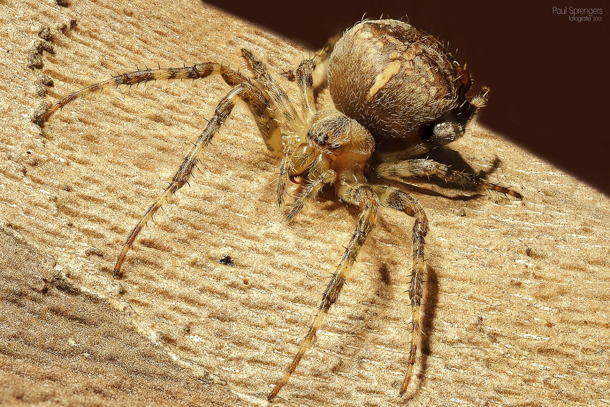 ragni pericolosi in casa