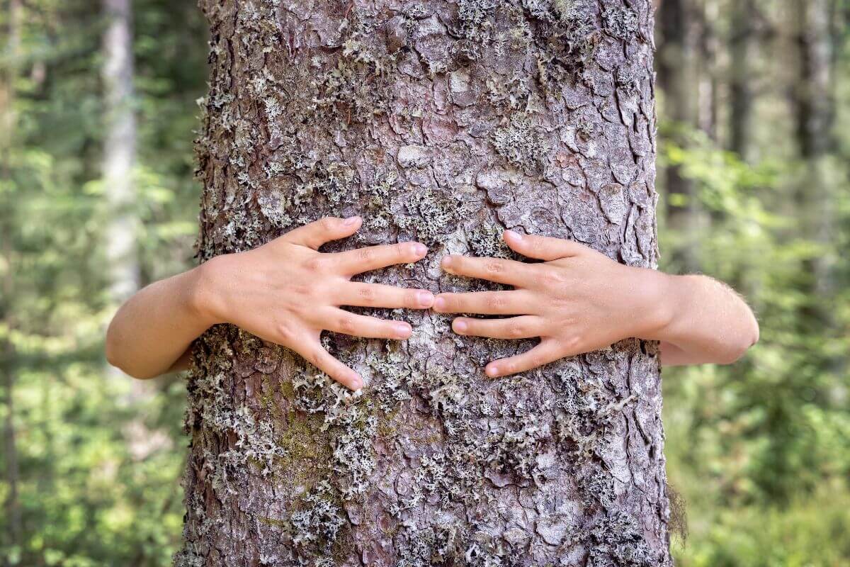 Donare un albero