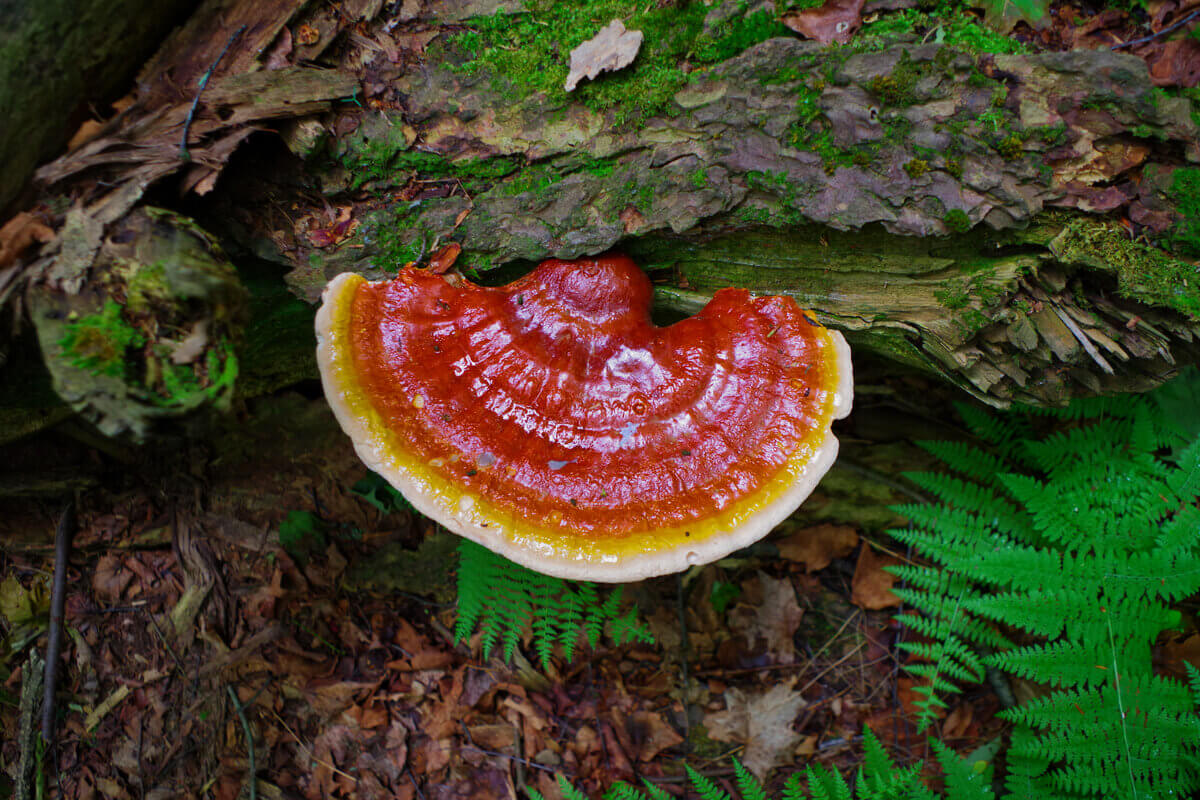 Reishi, il fungo dell’immortalità - curiosità e benessere