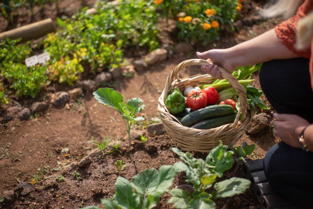 Sagre nel Lazio 2023 estate autunno