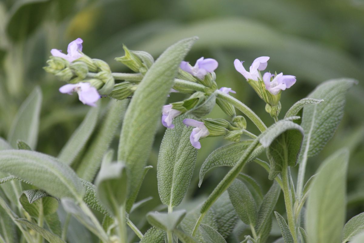 Piante resistenti al sole diretto - Salvia 