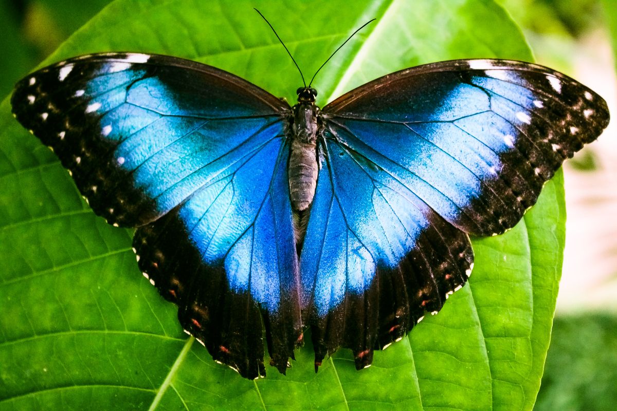 Scoperta la Morpho amazonica, una farfalla unica nel suo genere, nelle foreste amazzoniche