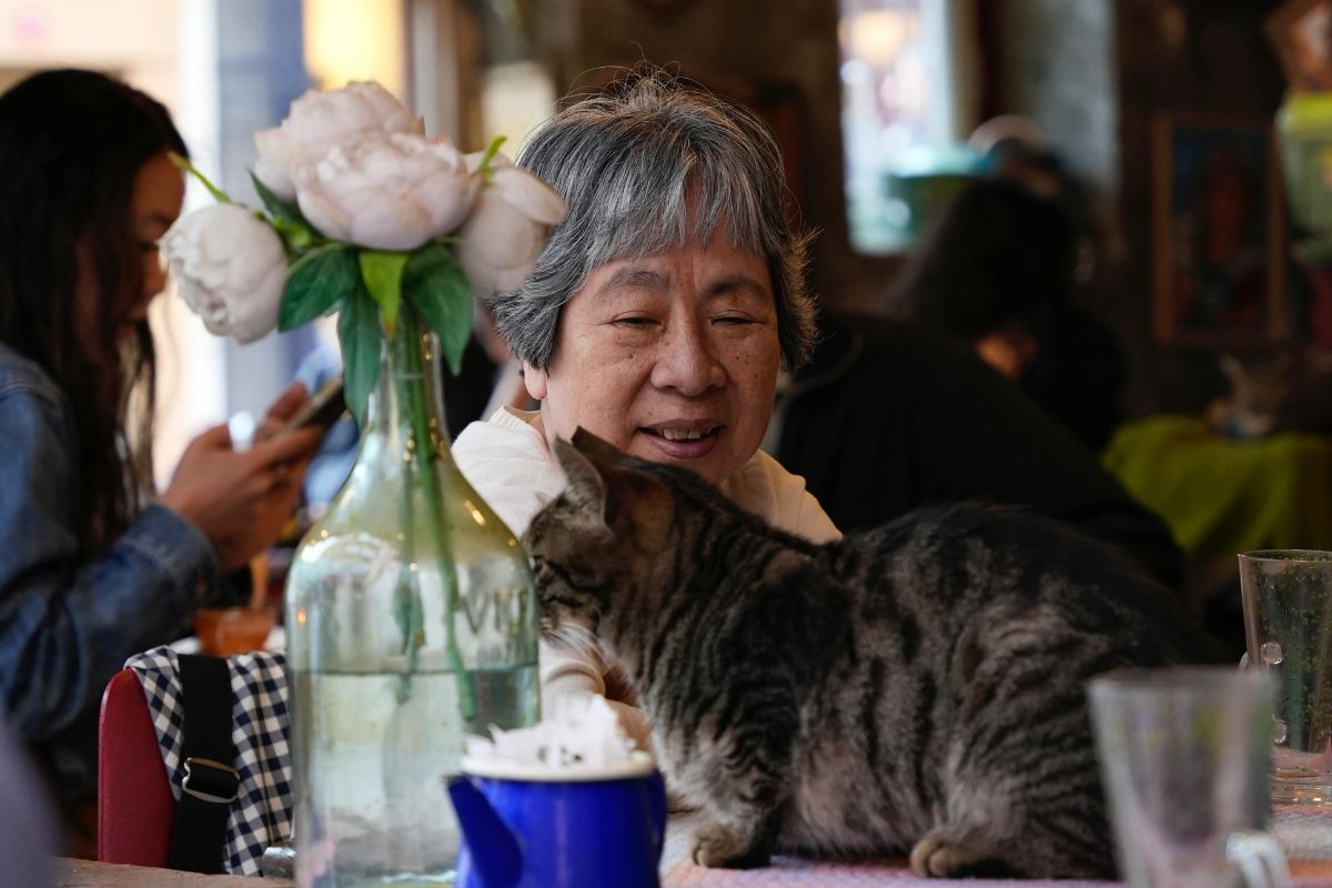 Scopri i migliori cat café in Italia nel mondo