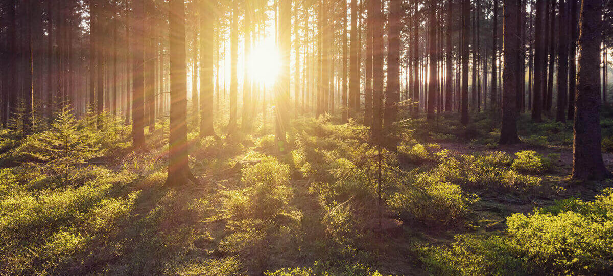 le foreste Ue possono assorbire il doppio di CO2 sostenibilità ambientale