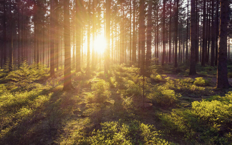 Secondo Greenpeace le foreste Ue possono assorbire il doppio di CO2 se ben gestite