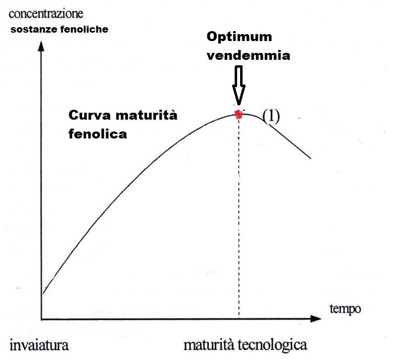 grafico maturazione uve