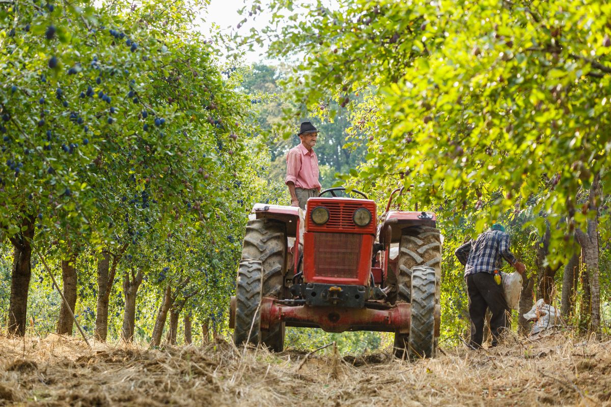 Settore agricolo italiano