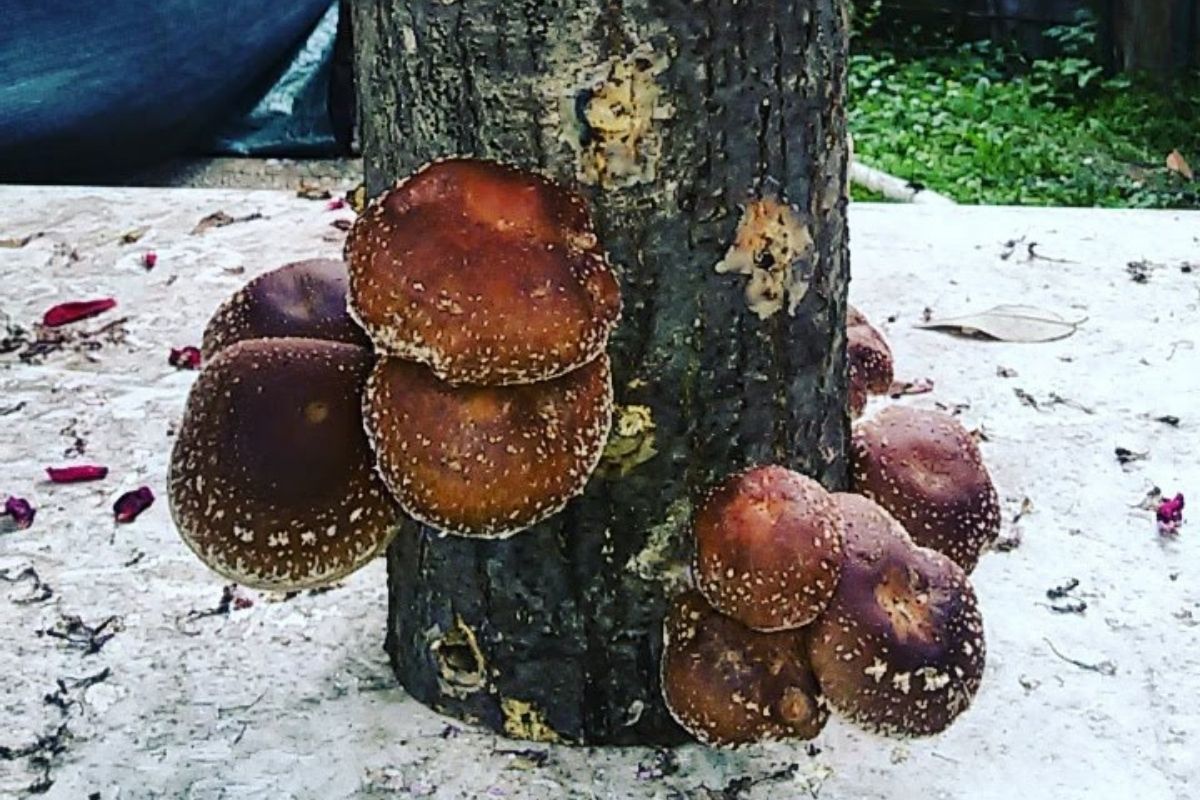 Shiitake - Fungolog