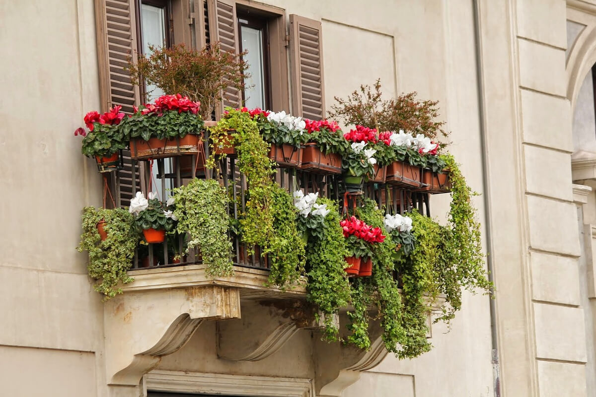 siepe da balcone 