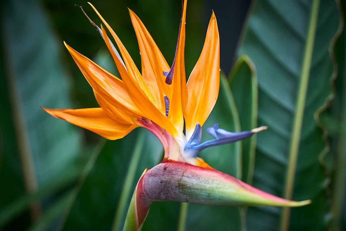 Strelitzia per la coltura idroponica