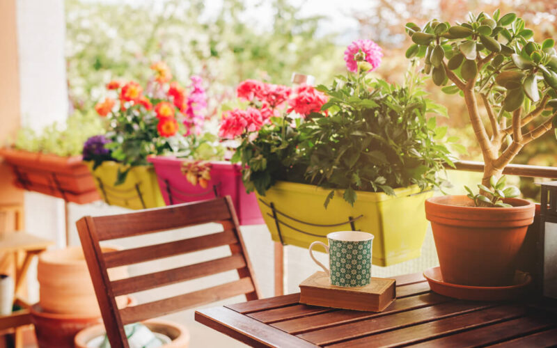 Idee sostenibili per il balcone primaverile - consigli e piante|Piante sole diretto