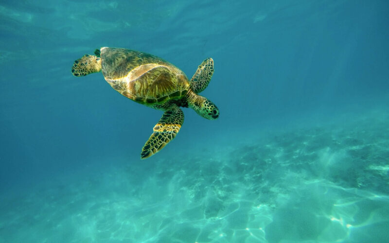 Tartarughe marine: navigando tra minacce e conservazione