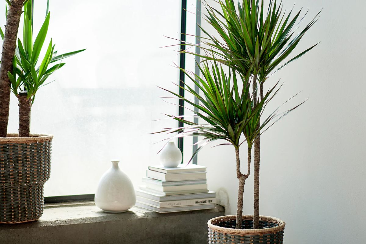 Tronchetto della felicità IKEA Dracaena