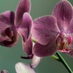 orchidea curarla e mantenerla in fiore|orchidea rara